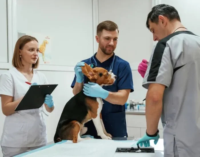 Veterinary Coordination Across the UK