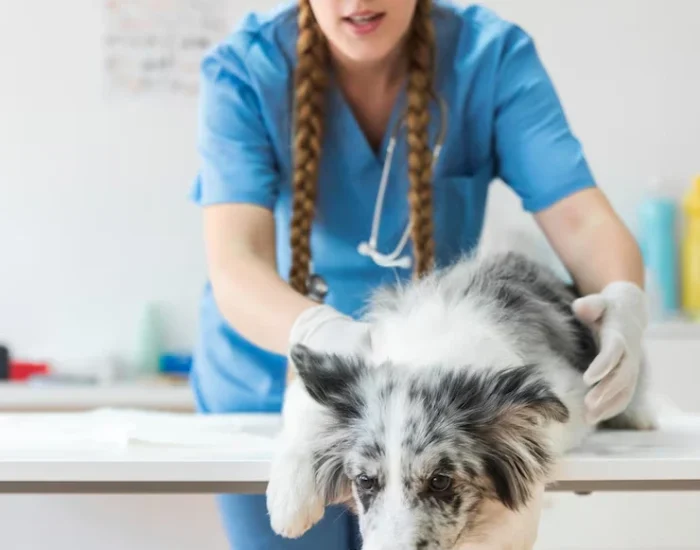 Veterinary Coordination Under Time Constraints
