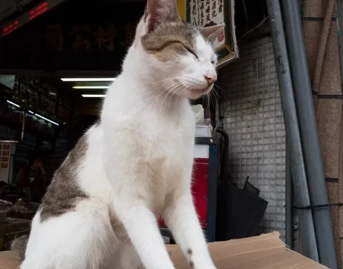 Veterinary Coordination and Compliance Management