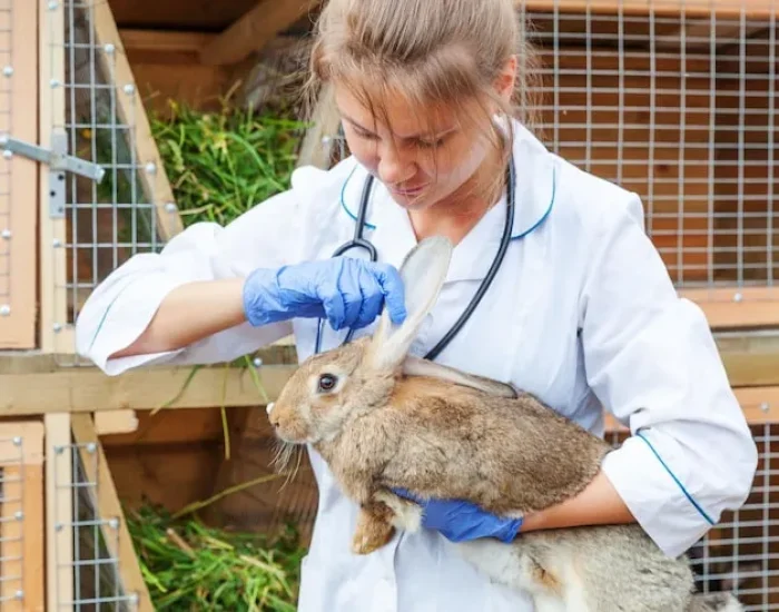 Veterinary Documentation Management