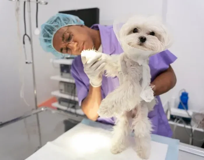 Veterinary Documentation and Health Protocols