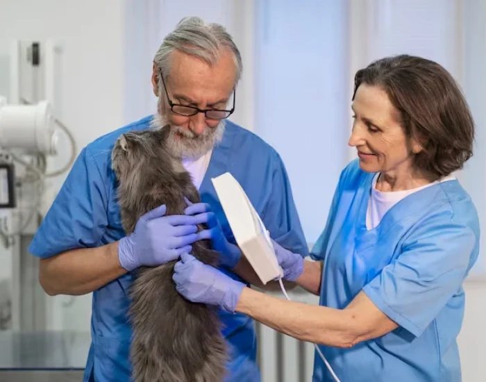 Veterinary and Health Certification Preparationd