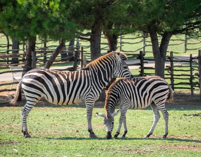 Veterinary and Health Certification Support