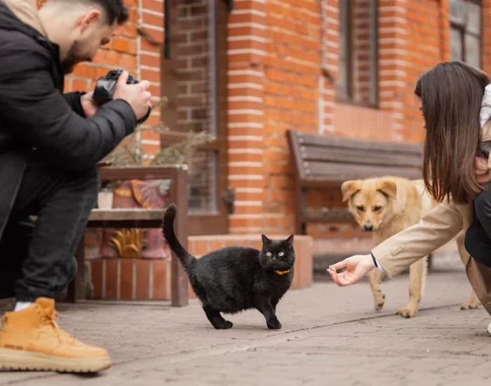 Why Choose Executive Cat Relocation Services in Birmingham