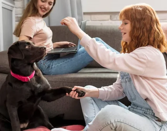 Why Choose Us as pet team
