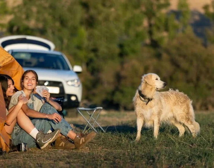 Why Work With Pets Let’s Travel