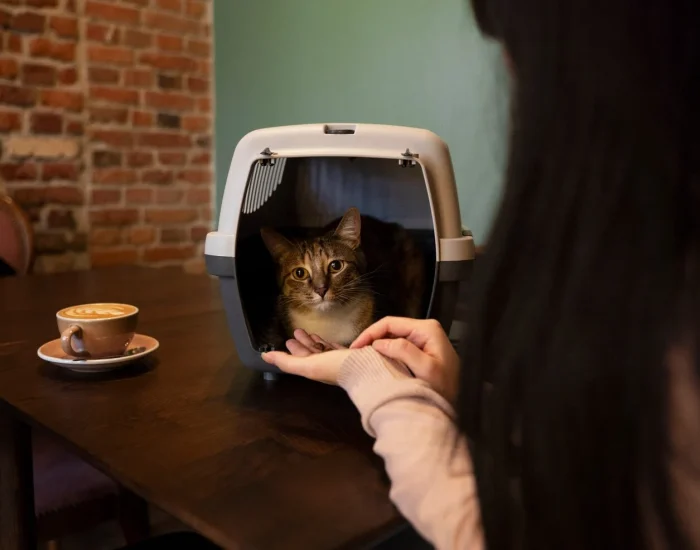 airport to home cat concierge services