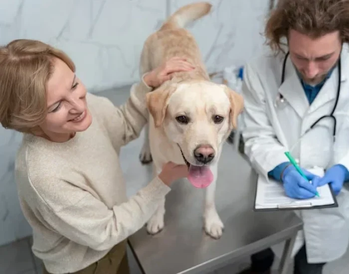 Pet Relocation Services Stoke on Trent