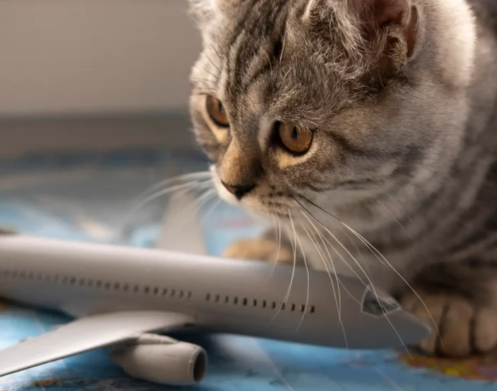Pet Moving Services UK to Charlotte