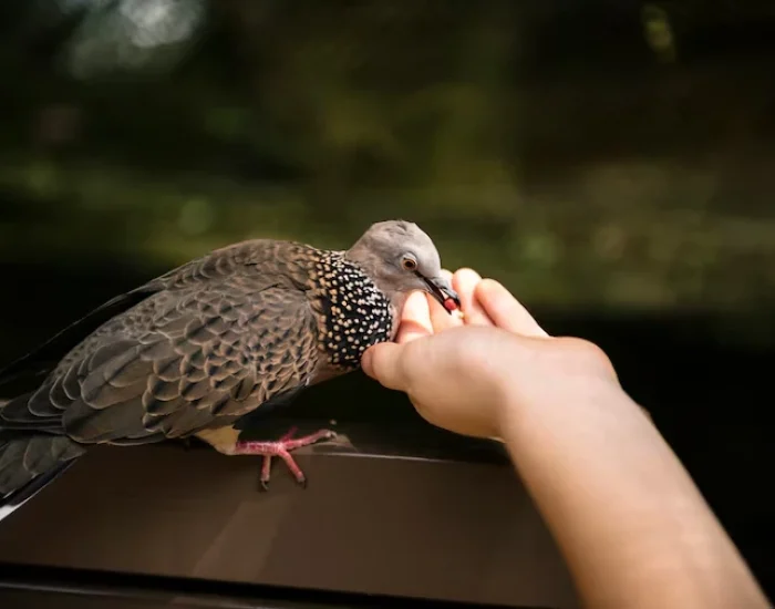 Veterinary Coordination and Health Certification