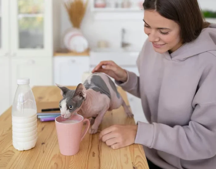 cat servies choose us