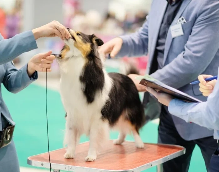 Dog Travel Logistic Service