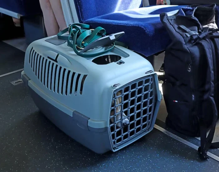Stress-Free Dog Transport Services