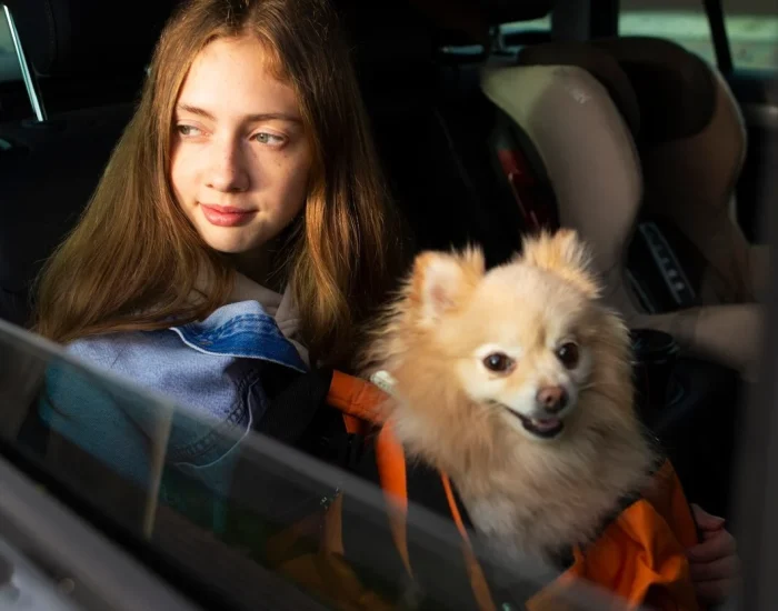 International Pet Transport Services Southampton