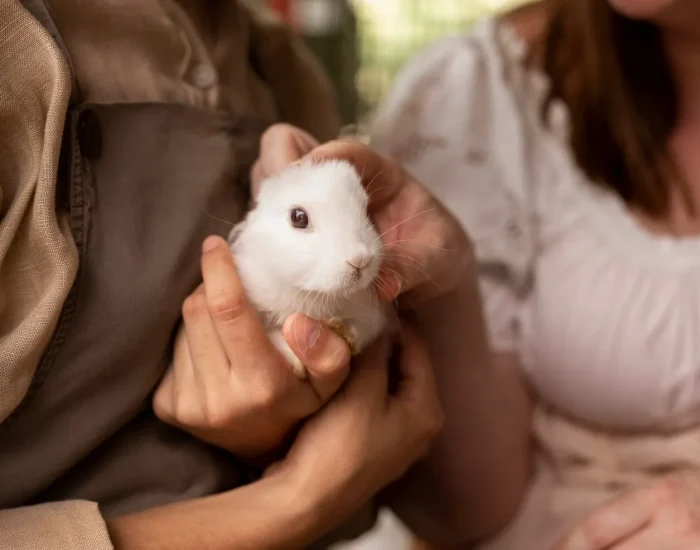 Veterinary-Approved Hamster Courier Services