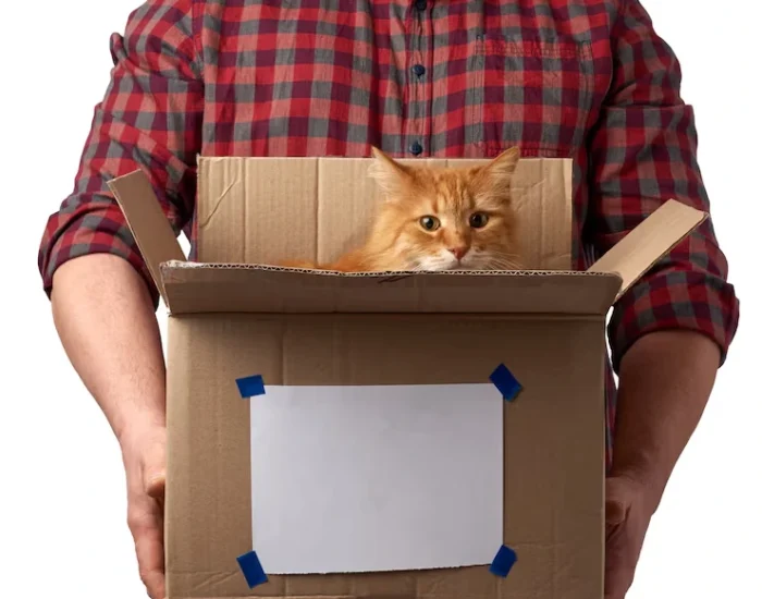 Door to Door Cat Courier Handling
