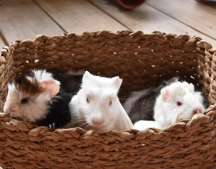 Domestic Hamster Transport Services