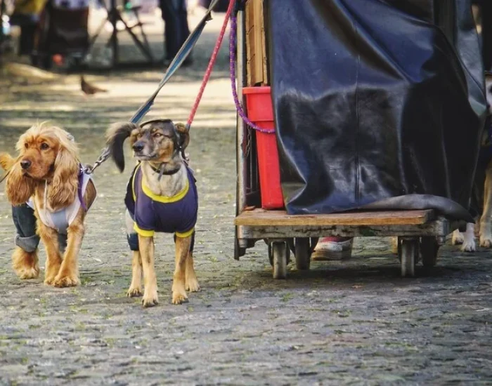 Safe Transport Services for Show Dogs