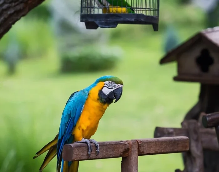 Licensed Bird Courier Services