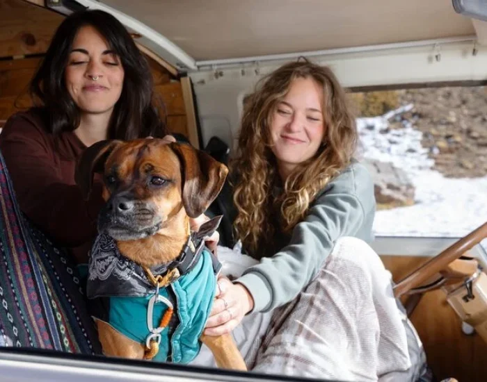 Experts providing pet transport consultation services from the UK to Poland for safe travel.