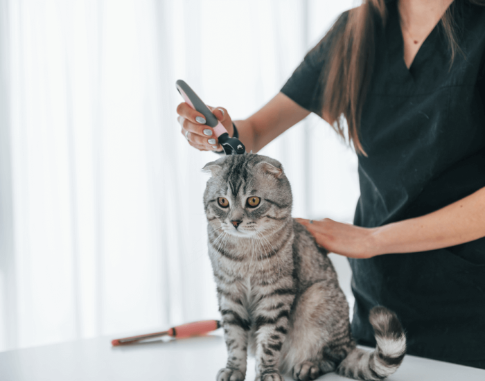 Reviewing pet travel regulations and documentation