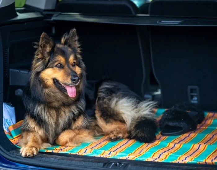 international animal relocation services uk to poland
