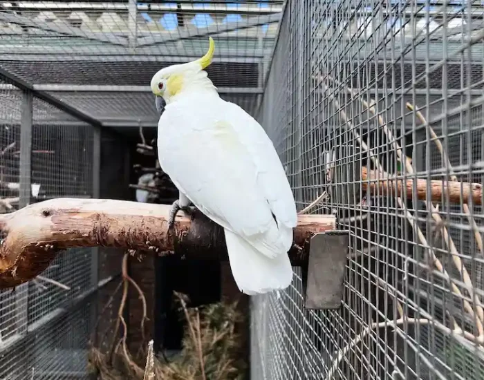 Domestic Bird Travel Services