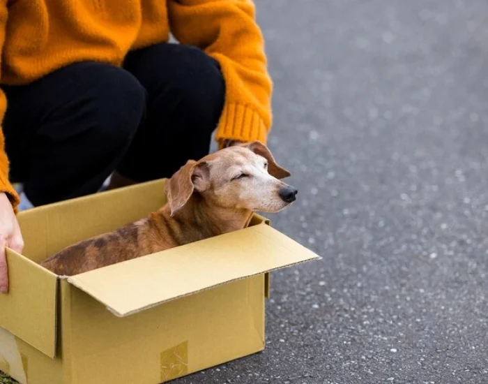 Pet Courier Dog Delivery Service