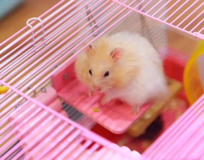 Small Pet Transport Service