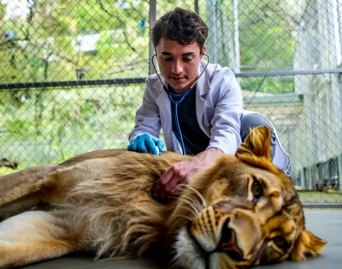Lion Cub Export Services UK