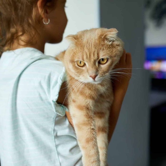 little-girl-holding-cat-in-her-arms-at-home-indoor-child-playing-with-domestic-animals-pet.jpg