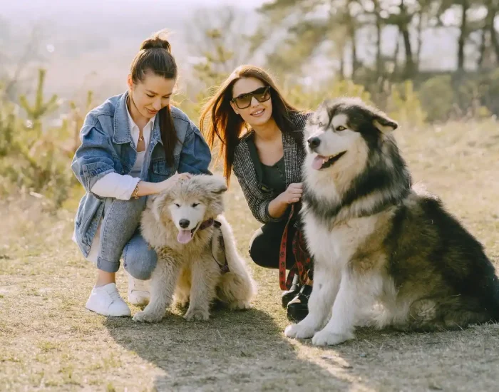 luxury dog show courier service