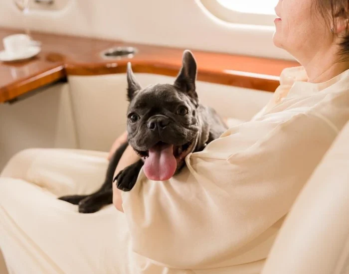 Pet Transport Services with Veterinary Support