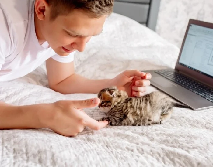 VIP Cat Transport Services