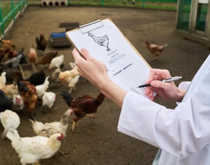 Domestic Bird Travel Service