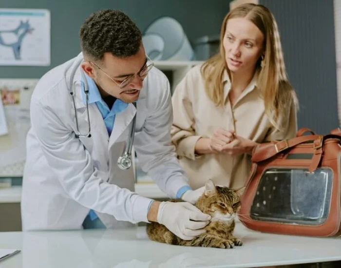 Pre Export Veterinary Preparation and Rabies Compliance