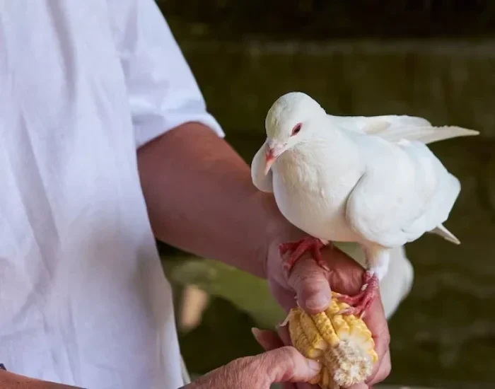 premium bird relocation service