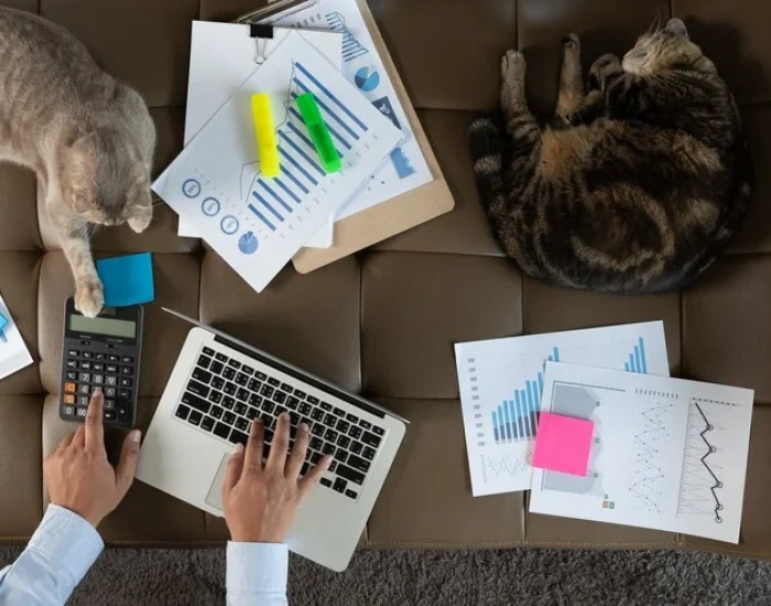 safe cat concierge travel service