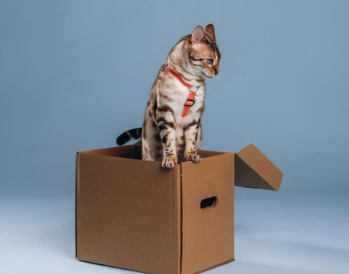 safe courier cat transport service