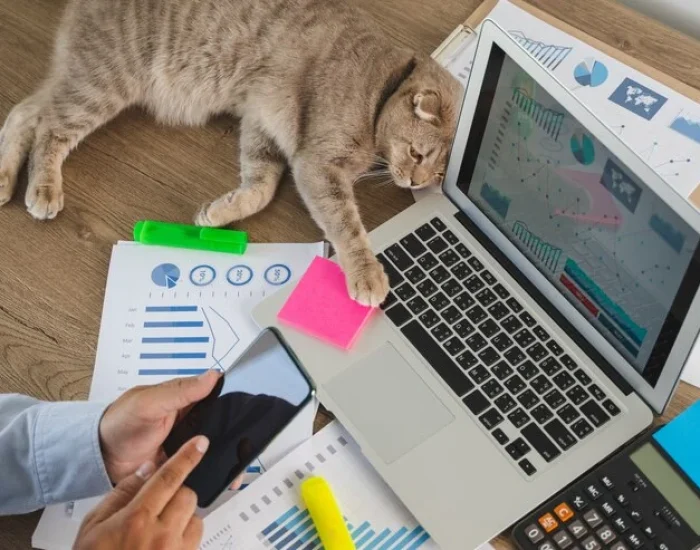 Door-To-Door Cat Courier Services