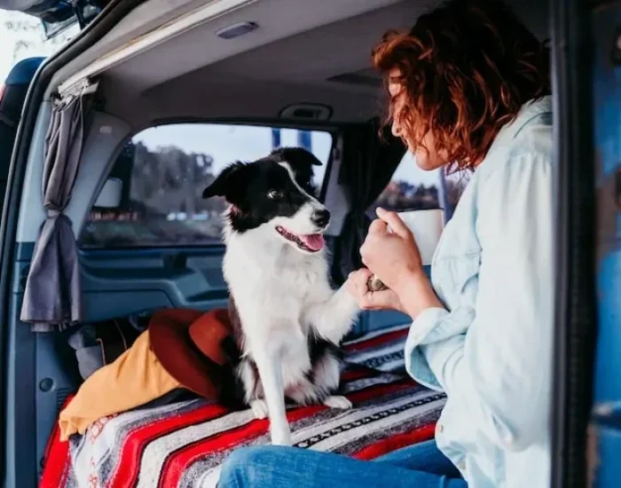 Luxury Animal Transport Services Southampton