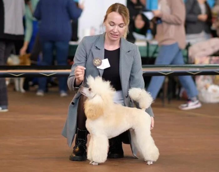 Professional Dog Show Travel Services
