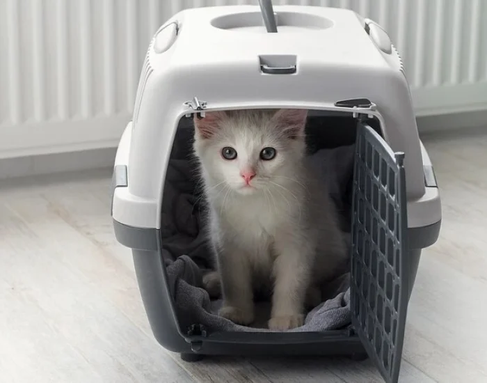 Premium Pet Transport Services UK to Spain