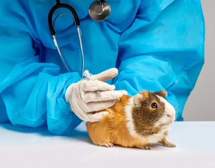 Stress-Free Hamster Travel Services