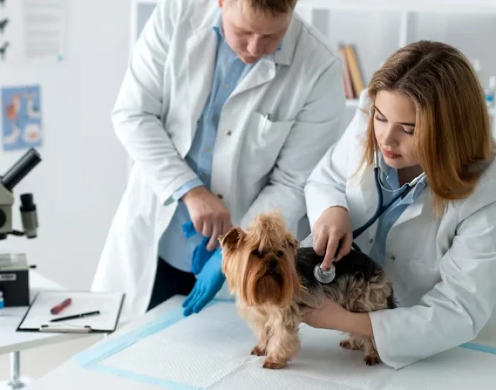 Veterinary Compliance and Health Certification