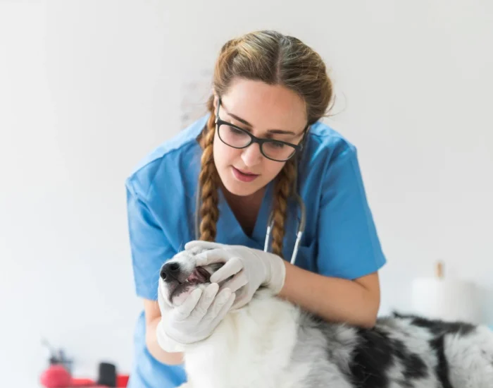 Door to Door Pet Transport Services UK to Poland
