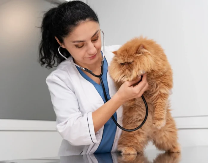 Premium Pet Transport Services UK to Slovakia