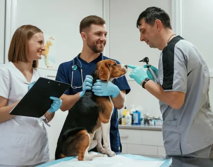 Veterinary Preparation and Health Certification