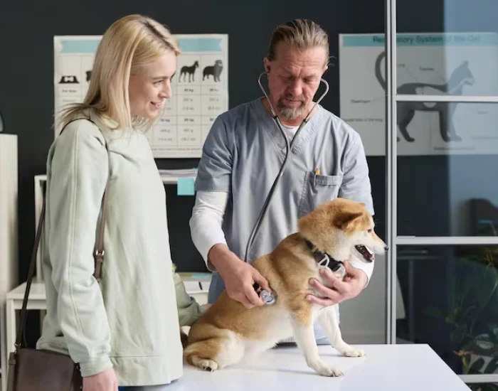Veterinary Preparation and Rabies Compliance