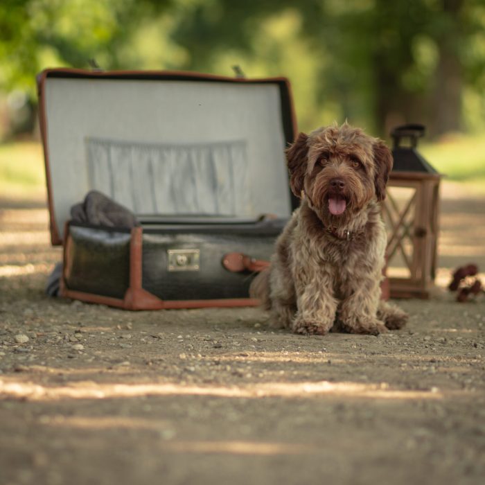 A view of a cute terrier in the suitcase in the park